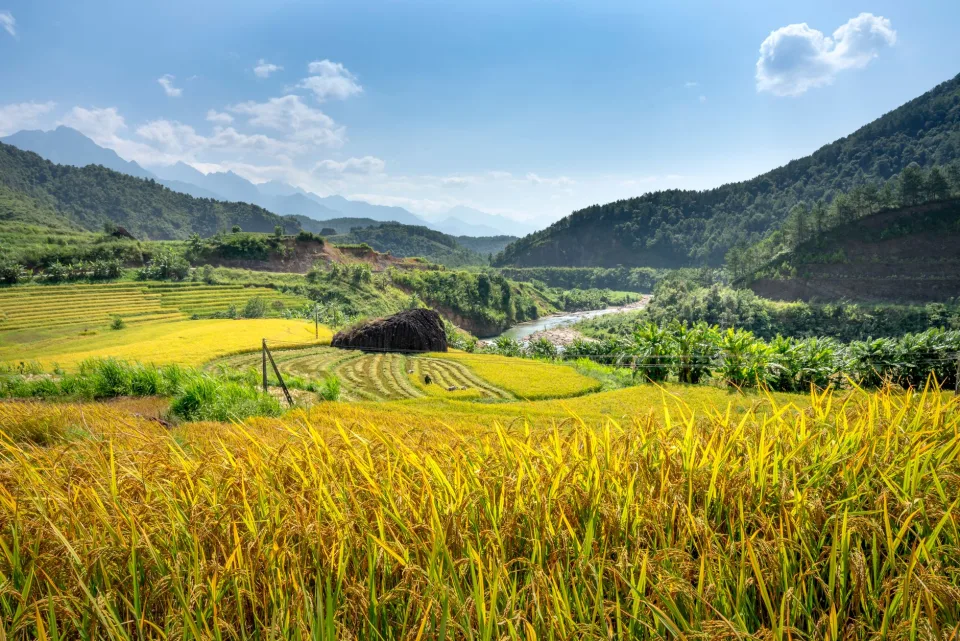 Kho gạo của Sản Xuất Đông Trùng Hạ Thảo Thùy Lan Cordyceps