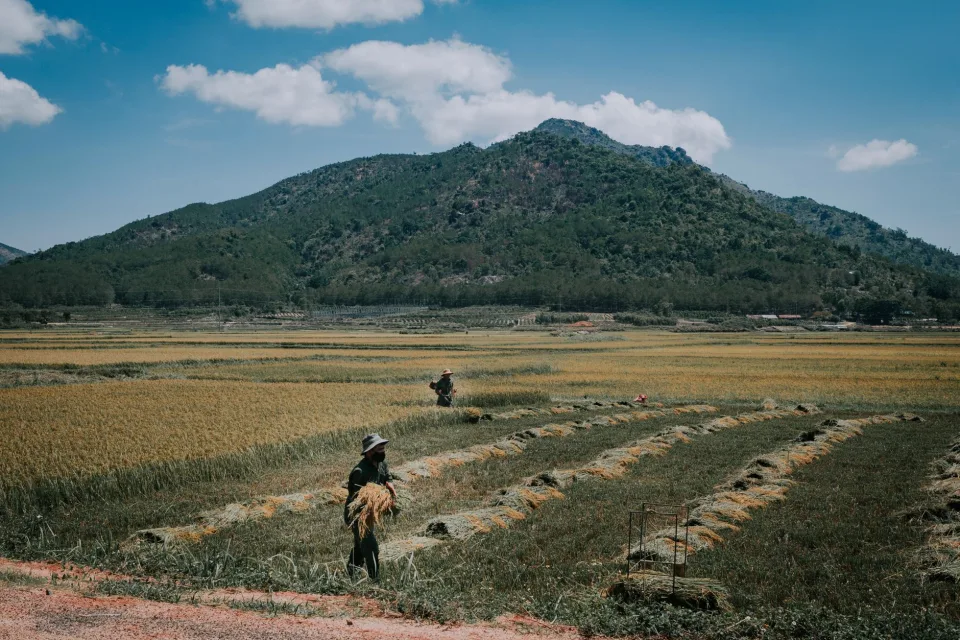 Hạt gạo trong thúng